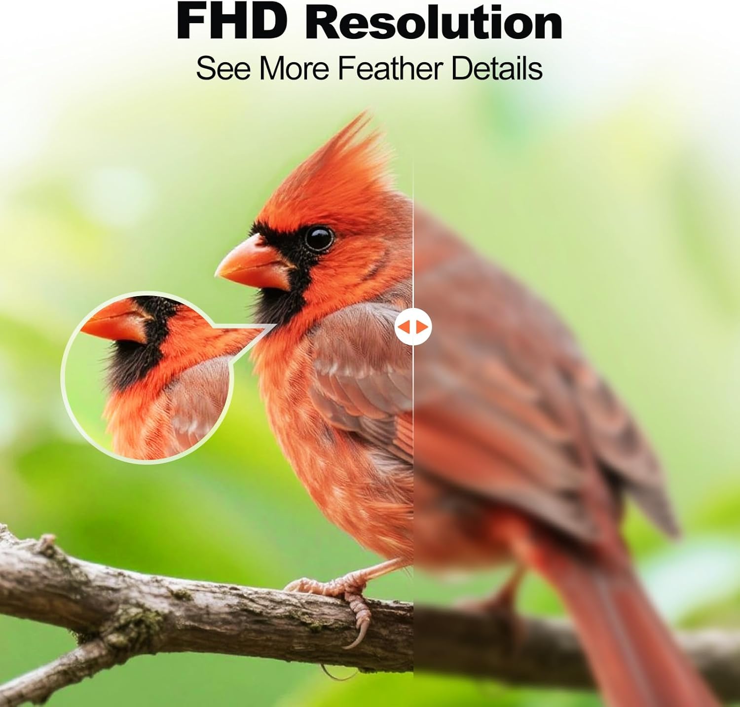 Bird Feeder with Camera,FHD Live View Video,Smart WiFi Bird Feeder Camera with Solar Panel,AI Birds Identification,IP65 Waterproof Birds House with Cam,Instant Arrival Alerts,Ideal Gift for Fathers - Image 2